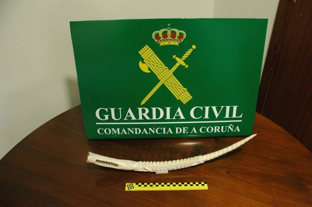 Aprehendido en A Coruña un colmillo de elefante africano tallado