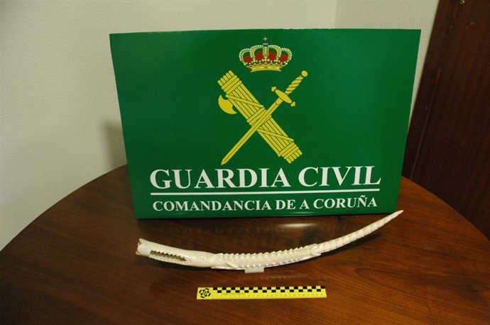 Aprehensión de un colmillo de elefante africano tallado