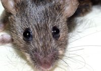 ¿Qué es el "hantavirus" y por qué está atemorizando a la población de Epuyén, Argentina?