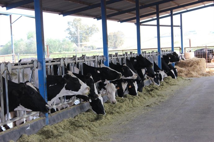 Vacas. Ganaderos. Ganadería. PAC
