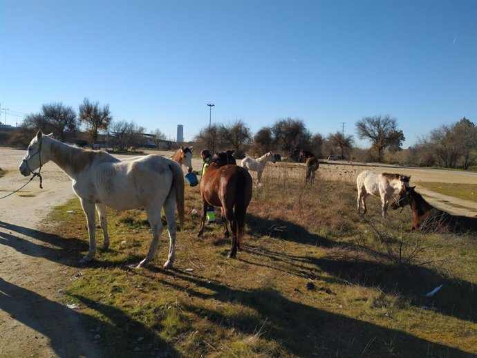 Caballos y mulos abandonados y rescatados por el Ayuntamiento de Sevilla