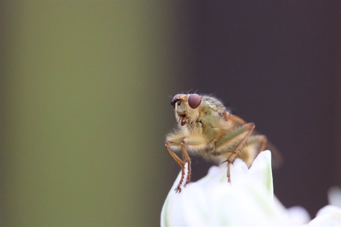 Mosca de la fruta (Drosophila)