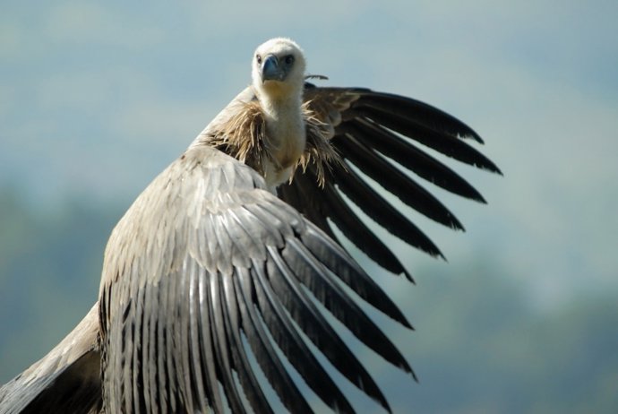 Nota De Medio Ambiente Censo Buitre Leonado