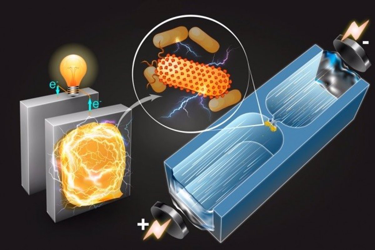 Una Técnica Identifica Bacterias Idóneas Para Producir Electricidad