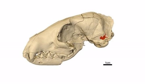 Cráneo de Hesperocyon gregarius con oido interno en rojo