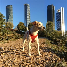 El primer perro turista que da la vuelta a España