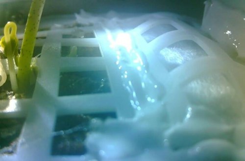 Semilla de algodón germina en la minibiosfera de Chang'E4