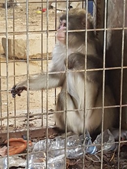 Uno de los macacos recuperados