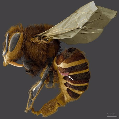 Posición de los ácaros en el abdomen de las abejas