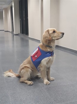 Terapia con animales para evitar el alcoholismo