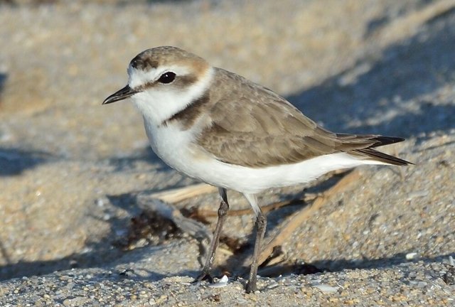 Chortilejo patinegro, elegida Ave del Año 2019 por SEO/BirdLife