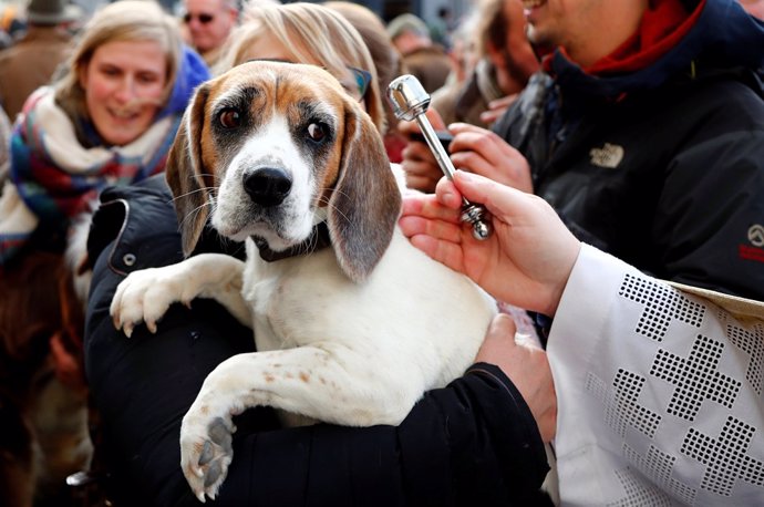 A dog is blessed by Belgian priest Philippe Goosse after a religious service for