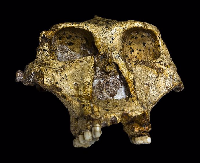 Cráneo de Paranthropus robustus datado en 1,8 millones de años
