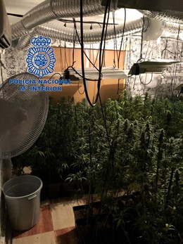 Cultivo de marihuana en Mérida