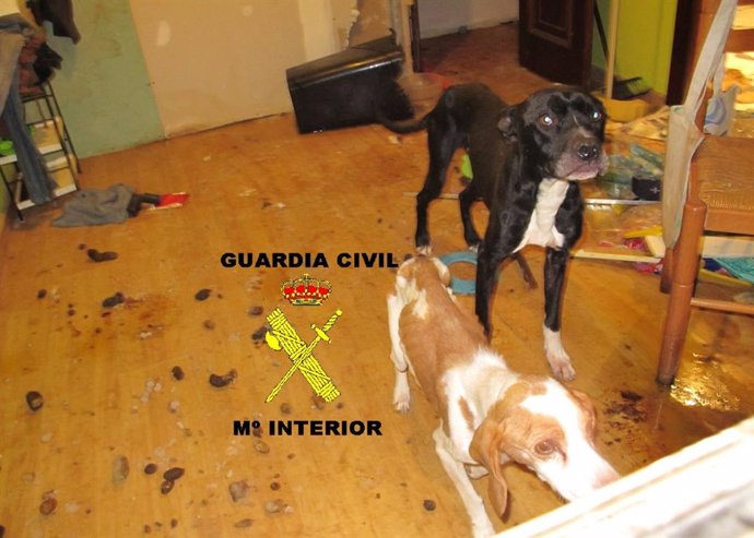 Perros rescatados por la Guardia Civil