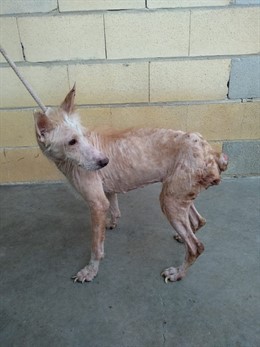 Perro recogido animal mancomunidad axarquía rescatado