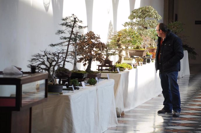 Exposición de bonsáis en la Diputación de Córdoba