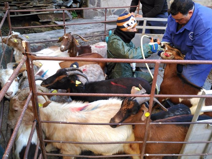 La Diputación de Cáceres adquiere el último rebaño de cabra jurdana
