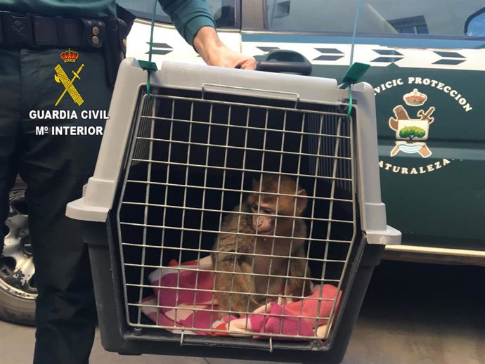 INVESTITGADO POR TENER UN MONO SIN AUTORIZACIÓN