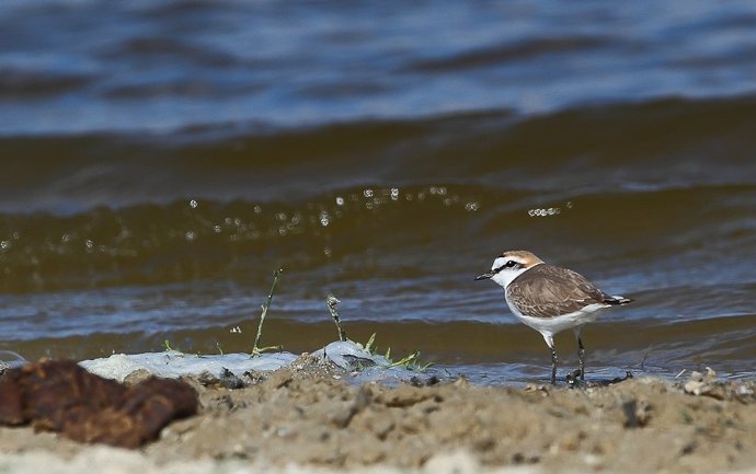 Ejemplar del chorlitejo patinegro