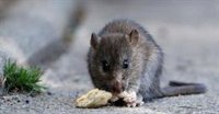 Ascienden a 45 los diagnósticos positivos de hantavirus en Argentina en enero, superando la media nacional