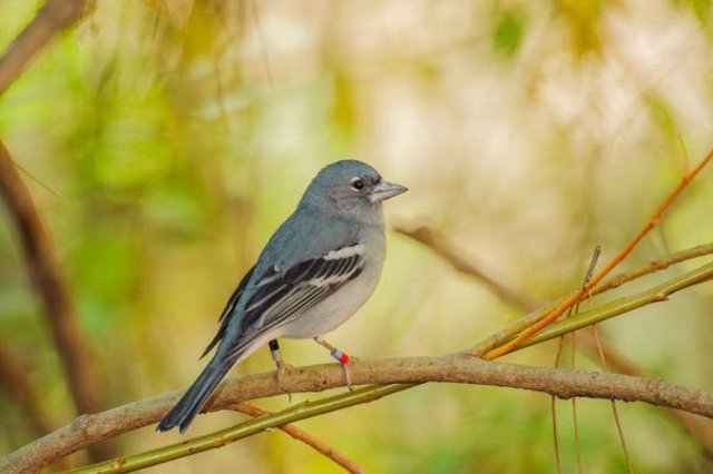 Gran Canaria acogerá una conferencia sobre aves insulares amenazadas por las nuevas poblaciones
