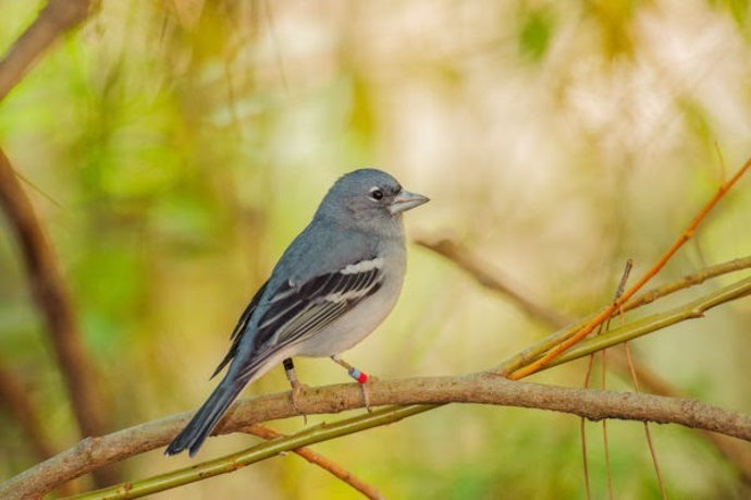 Pinzón azul, nueva especie de ave, endémica en Canarias