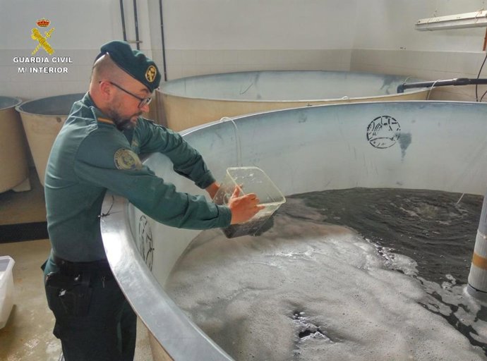 Angulas incautadas por la Guardia Civil en Los Barrios