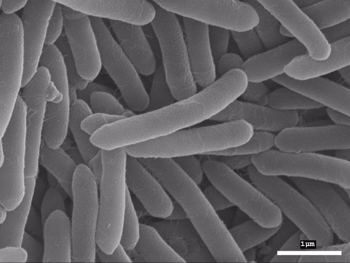 Imagen de 'Bacillus onubensis'
