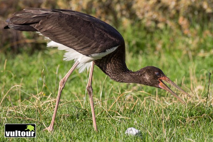 Cigüeña Negra en la laguna de Cantalejo