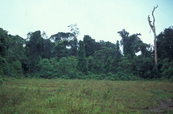 Claro de bosque, Imataca.