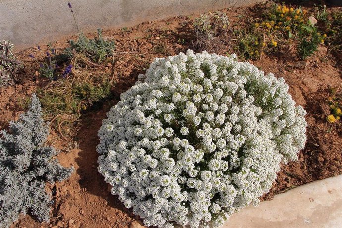 Operación Polinizador: Invernaderos de Almería plantan flores a su alrededor
