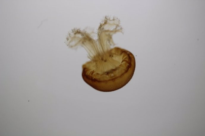 Medusa 'Rhizostoma luteum'