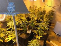 Desmantelada una plantación 'indoor' de marihuana en San Fernando (Cádiz) en una operación con cuatro detenidos