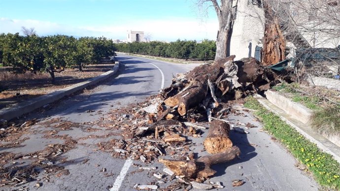Caída del árbol en Borriana