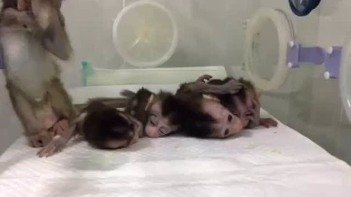 Clonan en china monos editados genéticamente con fenotipos de enfermedades