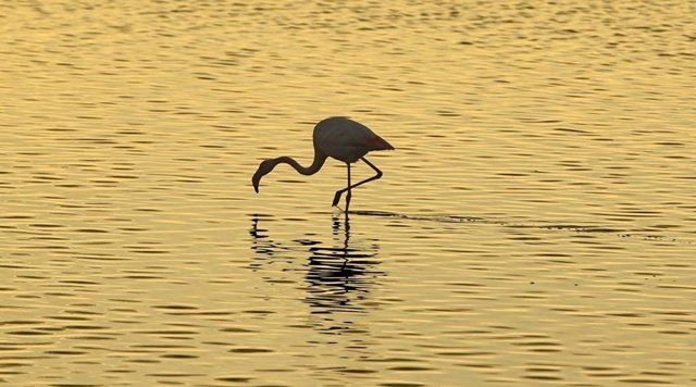 Flamenco en Doñana. 
