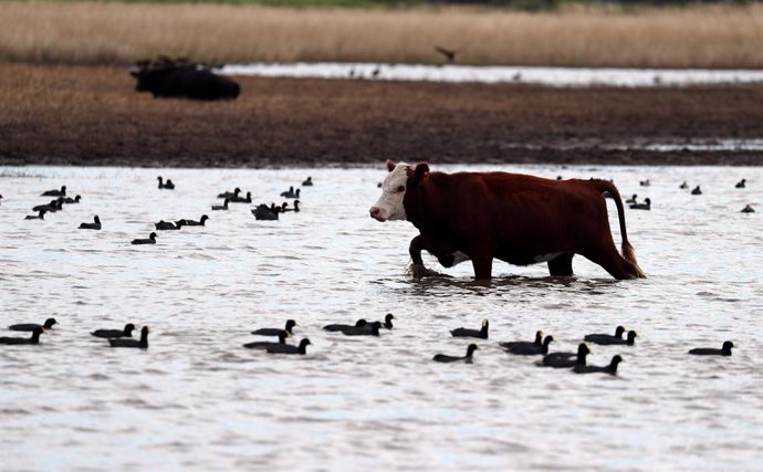 A cow grazes in a flooded field near Norberto de la Riestra, Argentina, January