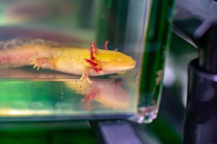 Axolotl o ajolote es una salamandra con notable capacidad de regeneración.