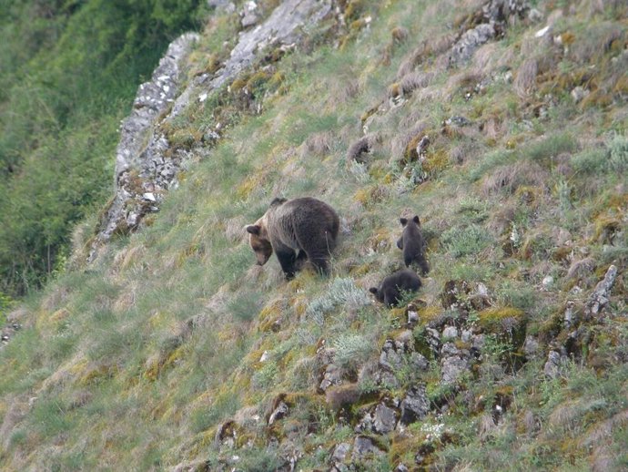 Osa con unas crías