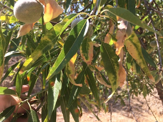 Recurso Xylella Fastidiosa