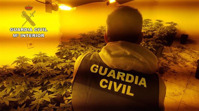 Plantación de marihuana localizada por la Guardia Civil