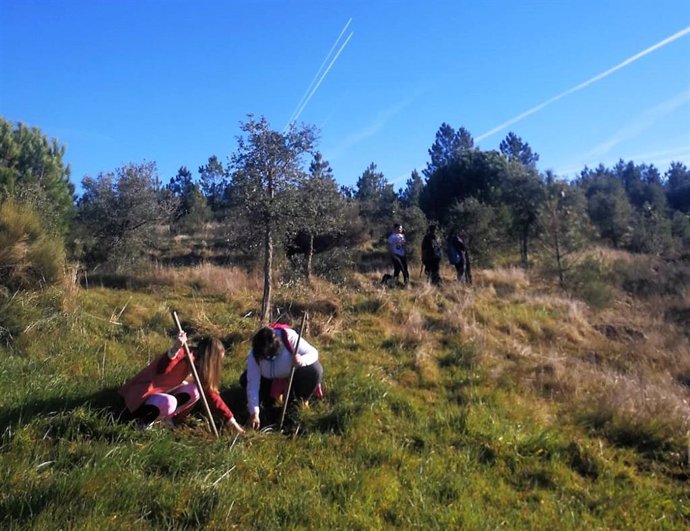 Volunatarios plantan árboles en la Sierra de San Pedro