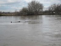 La crecida ordinaria del Ebro inunda mil hectáreas de cultivos a su paso por Novillas