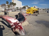 Empiezan a preparar la necropsia de la ballena varada en Cala Millor con la disección