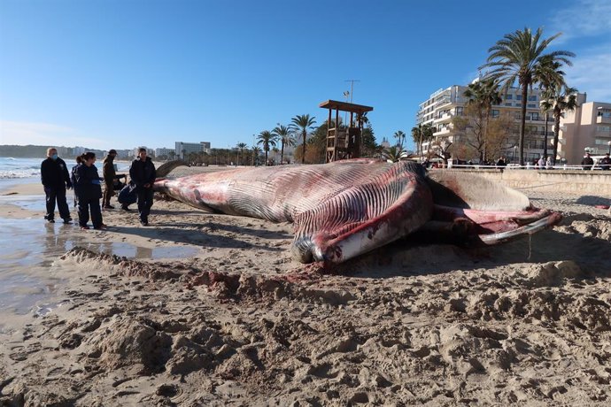 Balena encallada en Cala Millor
