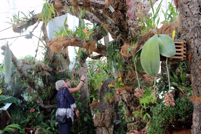 Florece una orquidea rara en Estepona