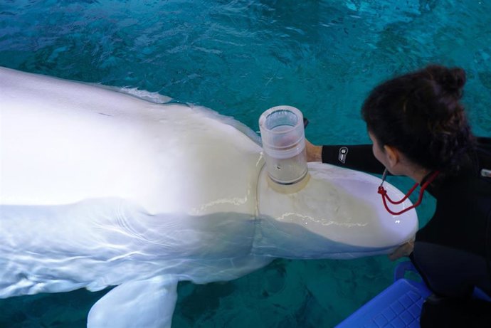 Espirometría a una beluga