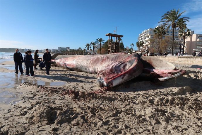 Ballena varada en Cala Millor