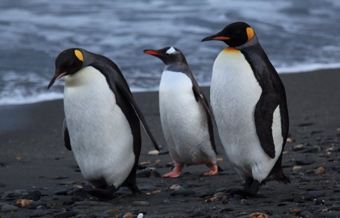 Pingüinos en la isla Georgia del Sur